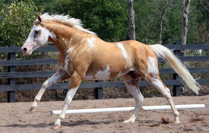 White Spotted Stallion - Sato